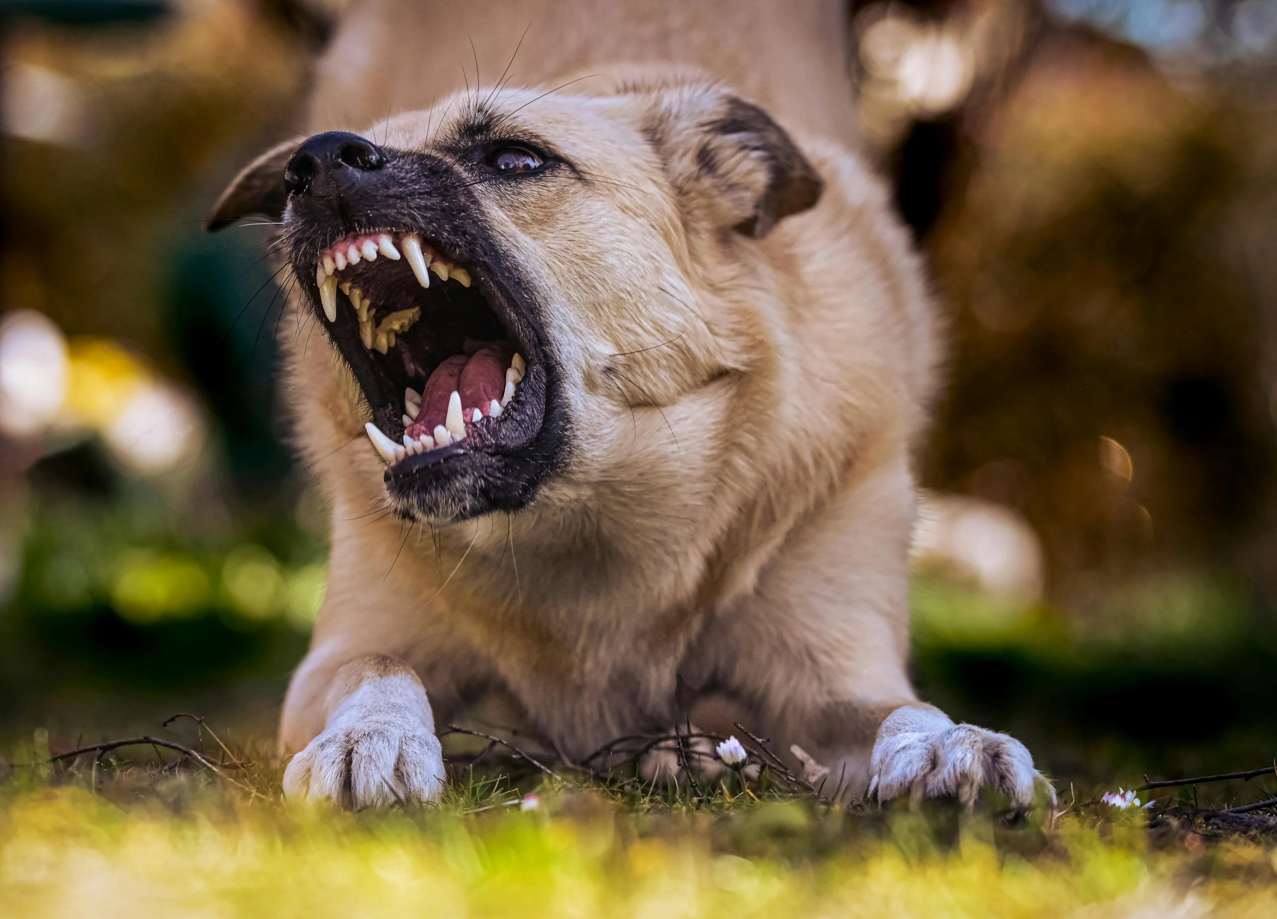 Close-up of an aggressive dog snarling and baring its teeth, illustrating the type of dangerous situation often involved in cases handled by a dog bite attorney Billings. The image represents the risks of dog attacks and the need for legal support for victims seeking compensation.