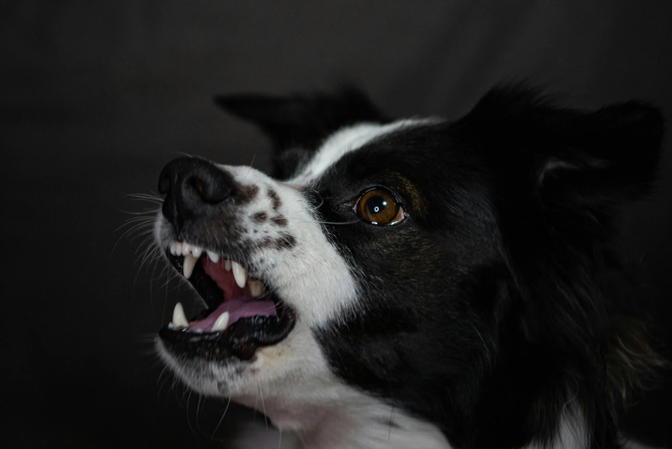 Aggressive border collie showing teeth in a close-up scene relevant to Duluth dog bite lawyer cases
