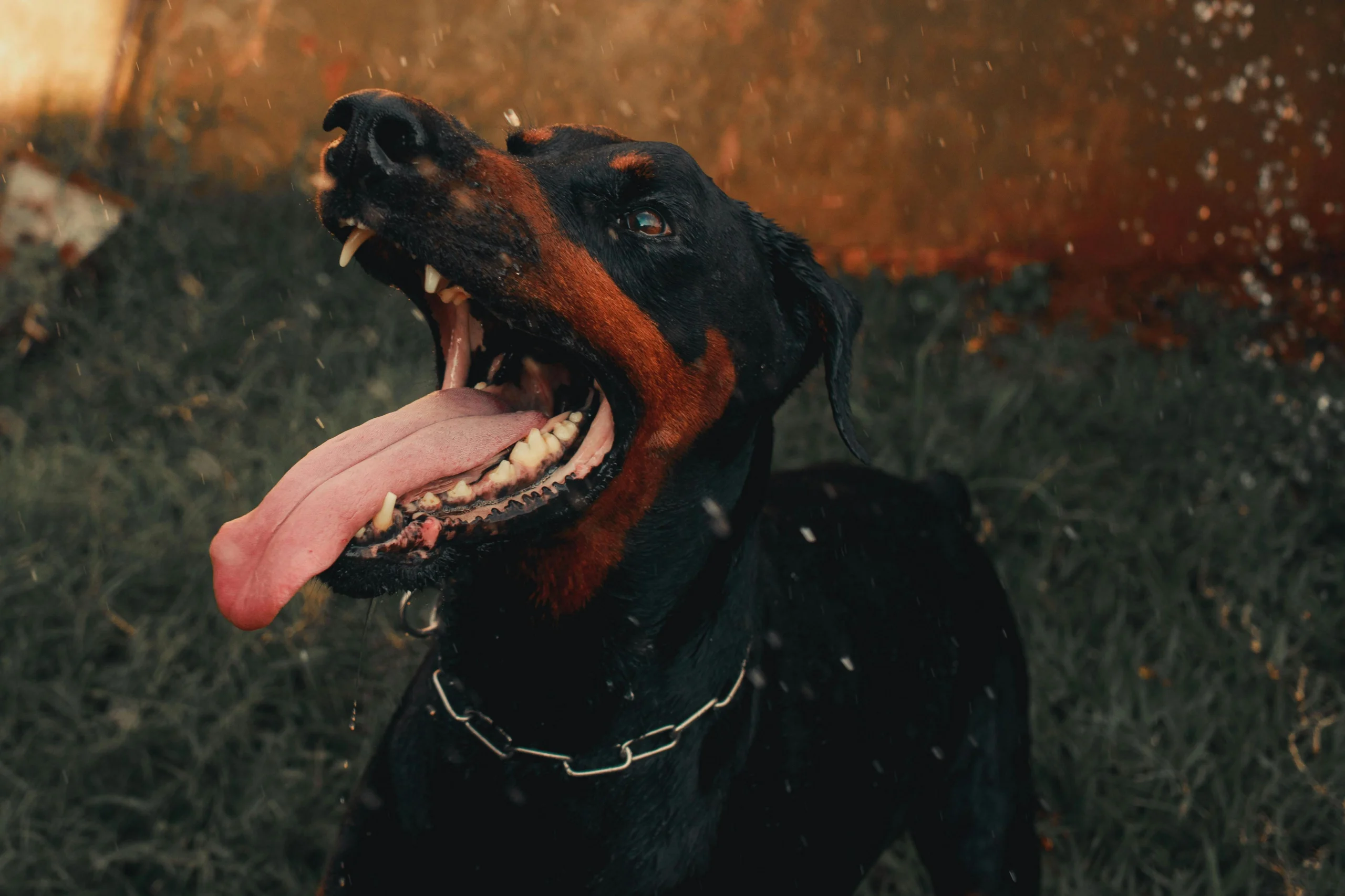 doberman dog with open mouth and visible teeth in an outdoor setting relevant to Missoula dog attack injury attorney cases