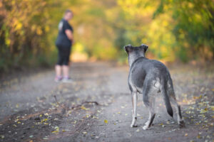 Dog involved in a bite incident in Columbus Ohio relevant to a Columbus dog bite injury attorney case